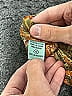 Nostalgia 100% Polyester Paisley Orange Casual Dress Size S - photo 4