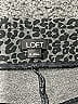 Ann Taylor LOFT Animal Print Black Active Pants Size XL - photo 3