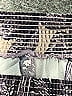 Maaji Print Gold Purple Skirt Size 12 (big kids) - photo 4