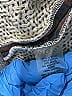Alexis Camo Green Jacket Size S - photo 7