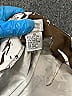 Cache Tropical Brown Casual Pants Size 10 - photo 4