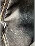 Valentino Garavani Gray Black Wristlet One size - photo 7