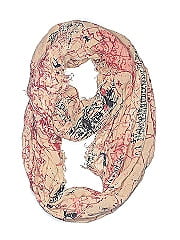 Bdg Scarf