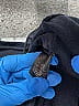 Lafayette 148 New York Black Pullover Sweater Size M - photo 9
