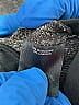 Robert Rodriguez Tweed Gray Tan Dress Pants Size P (petite) - photo 4