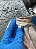 Mystree Animal Print Tan Pullover Sweater Size L - photo 4