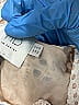 HD in Paris 100% Cotton White Casual Dress Size 6 - photo 9