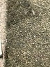 Cato Ivory Jeans Size 4 - photo 7