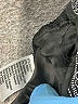 The Limited Paisley Gray Casual Pants Size 10 (petite) - photo 8