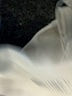 WeWoreWhat Ivory Tank Top Size L - photo 6