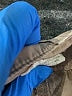 Sandro Solid Tan Khaki Shorts Size XL (4) - photo 3