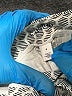 Caslon Print Silver Shorts Size 4 - photo 3