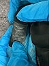 Rachel Zoe TJX Solid Black Track Pants Size XL - photo 5