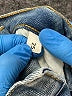 The Kooples Hearts Blue Jeans Size 25 waist - photo 4