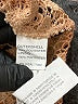 Zara 100% Polyester Tan Cocktail Dress Size XS - photo 4