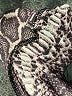 Walter Baker Paisley Purple Cocktail Dress Size 6 - photo 8