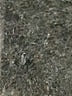 JS Collections 100% Polyester Black Formal Skirt Size 8 - photo 4