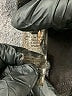 Chaus Black Brown Dress Pants Size M - photo 5