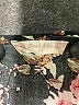Altar'd State Floral Black Romper Size XS - photo 4