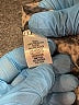 Simply Vera Vera Wang 100% Polyester Animal Print Gray Jacket Size L - photo 7