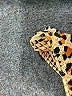 Unbranded Animal Print Gold Orange Swimsuit Bottoms Size M (estimated) - photo 3