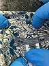 Bonpoint 100% Cotton Paisley Green Long Sleeve Button-Down Shirt Size 12 - photo 4