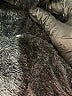 Assorted Brands Solid Black Snow Jacket Size 140 cm / US 10 - photo 3