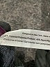 Adore Me Gray Sweatshirt Size M - photo 5