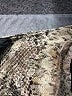 Eva Franco Animal Print Gold Short Sleeve Blouse Size XS - photo 8