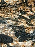 Free People Animal Print Gold Long Sleeve Blouse Size XS - photo 8