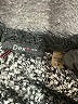 Dex 100% Polyester Chevron-herringbone Black Cardigan Size S - photo 7
