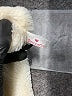 Simonetta 100% Polyester Ivory Scarf One size - photo 4