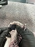 Grayse Graphic Gray Casual Dress Size XS - photo 8