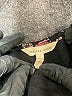 Rebecca Taylor Floral Black Long Sleeve Blouse Size 4 - photo 7