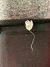 SPANX Black Active Pants Size M - photo 7