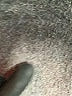 wonderly Gray Jeans Size 4 - photo 9