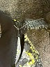 Sweaty Betty Print Green Active Pants Size XS - photo 8