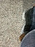 Jag Jeans Chevron-herringbone Blue Jeggings Size 8 - photo 9