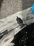 Jump Apparel Graphic Gray Formal Skirt Size 1 - photo 5