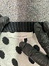 41Hawthorn 100% Cotton Polka Dots Black Pullover Sweater Size XL - photo 7