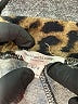 BeachLunchLounge Animal Print Brown Casual Pants Size L - photo 7