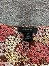 Halogen 100% Polyester Floral Burgundy Sleeveless Blouse Size XL - photo 7