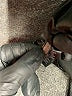 T Tahari Black Jacket Size S - photo 7