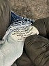 Maeli Rose Blue Jeans Size 10 - photo 4