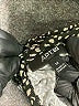 Apt. 9 Metallic Black Tan Jumpsuit Size M - photo 4