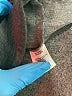 Port Authority Gray Jacket Size M - photo 7