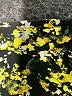 Unbranded Print Yellow Long Sleeve Blouse Size M (estimated) - photo 7