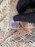 Assorted Brands 100% Polyester Ivory Cardigan Size 1X - photo 8