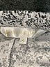 The Royal Standard Print Ivory Shorts Size S - photo 3