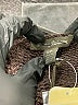 Assorted Brands Brown Pullover Sweater Size XS - photo 9